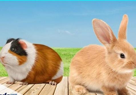 Doenças do sistema urinário em roedores e lagomorfos