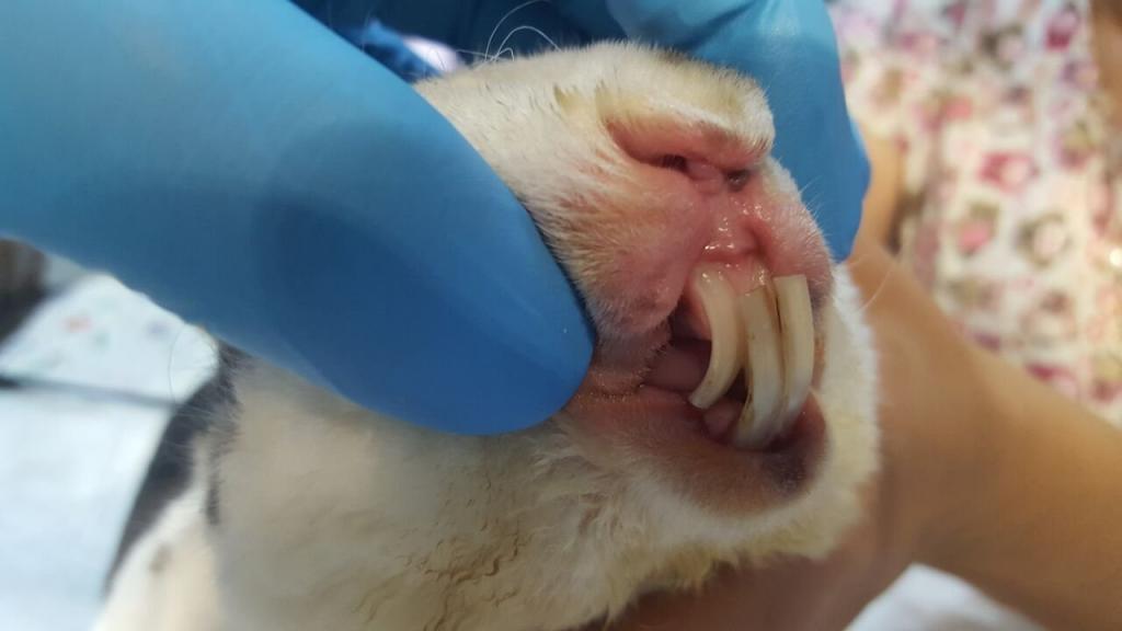 Odontologia e afecções orais em roedores e lagomorfos