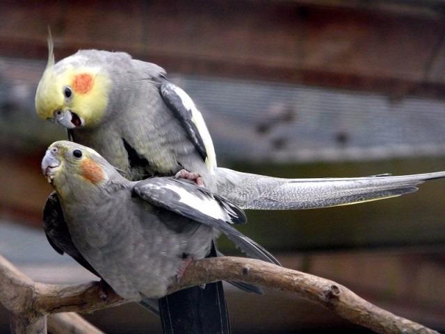 Reprodução das aves