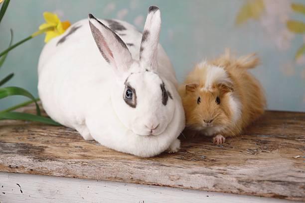 Problemas intestinais em coelhos e porquinhos da Índia