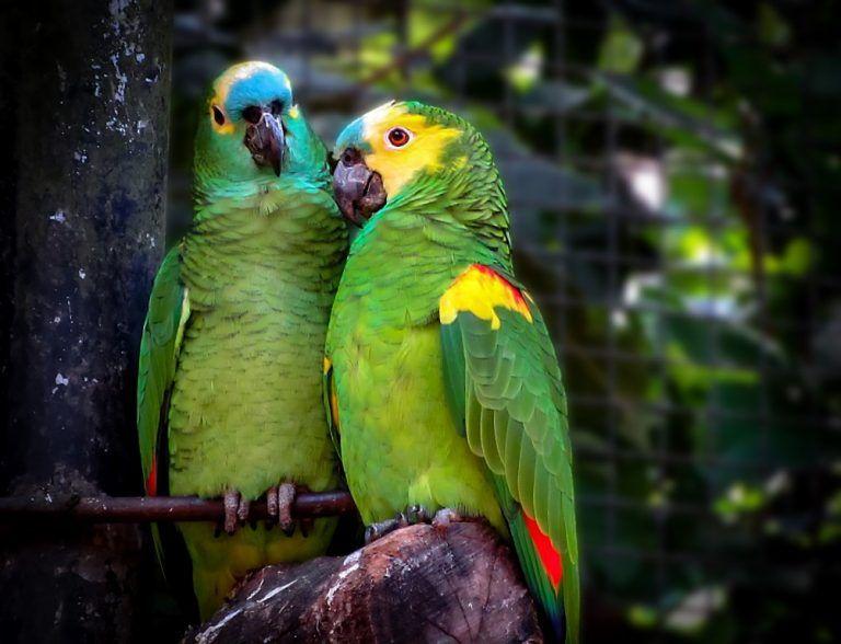 Regulamentação de guarda de animais silvestres