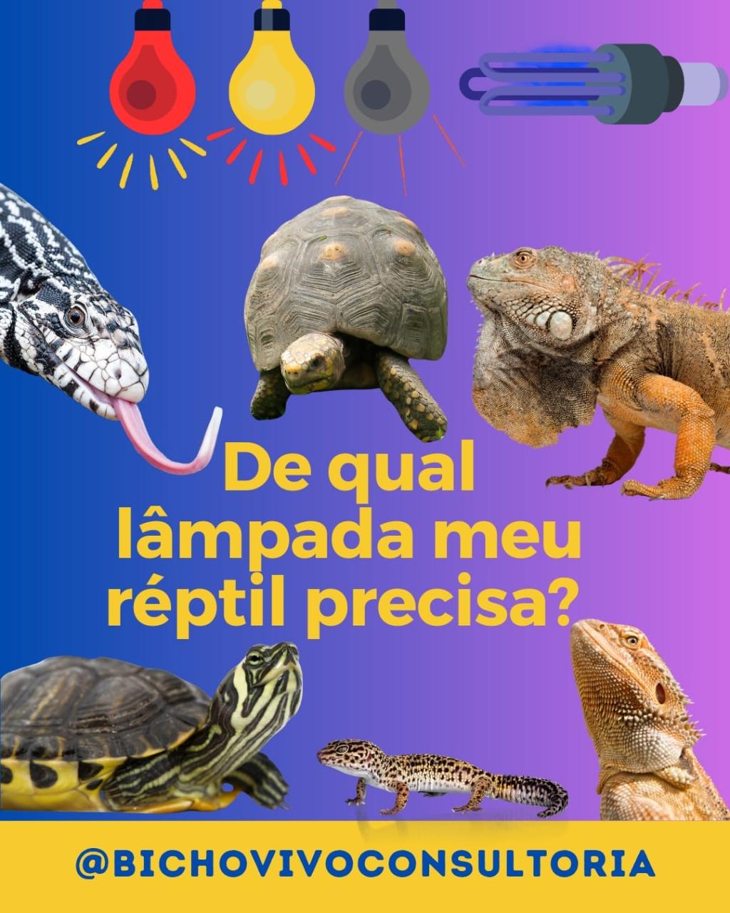 De qual lâmpada meu réptil precisa?