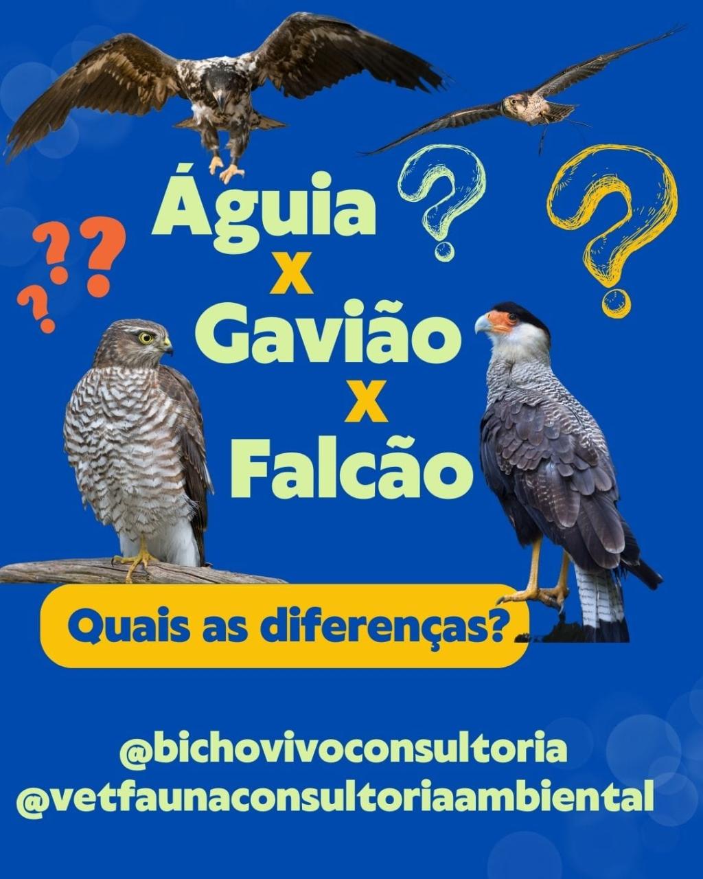 Águia x Gavião x Falcão: quais as diferenças?