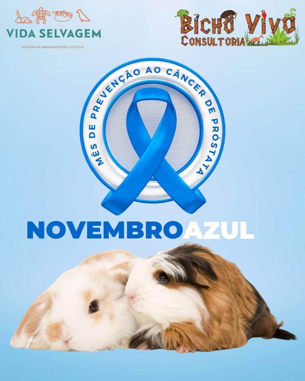 Novembro azul: mês de prevenção ao câncer de próstata nos pets exóticos